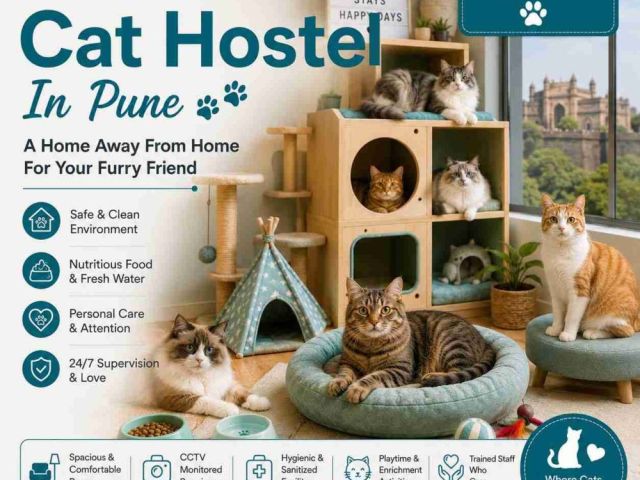 cat-hostel-in-pune