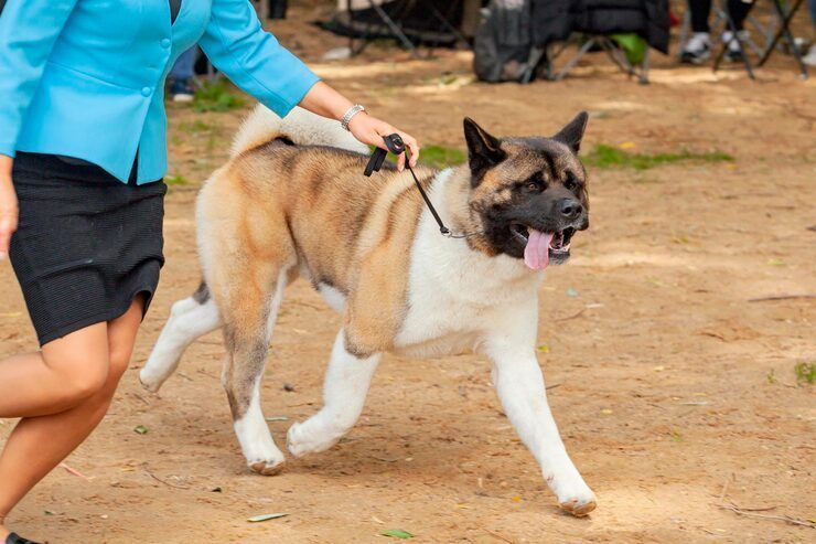 dog-training-service-in-jaipur-big-0