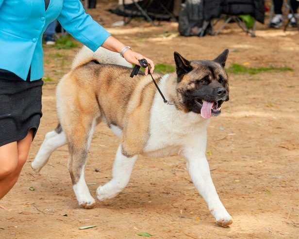 dog-training-service-in-jaipur