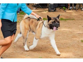 dog-training-service-in-jaipur-small-0