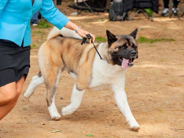 dog-training-service-in-jaipur