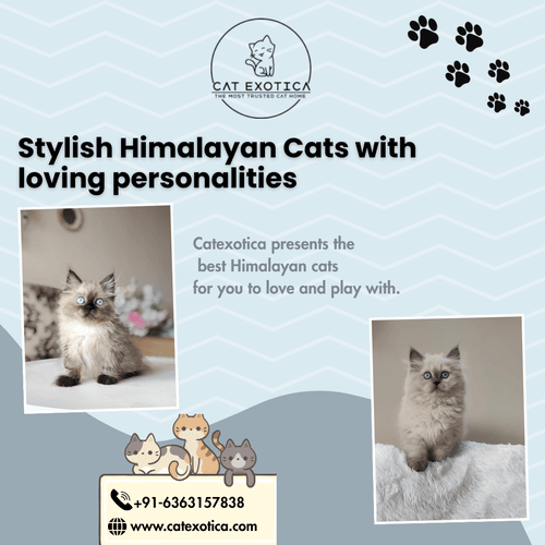 himalayan-cat-for-sale-in-bangalore-big-0