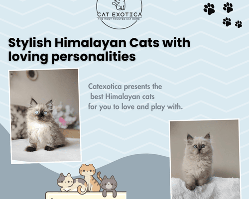 himalayan-cat-for-sale-in-bangalore