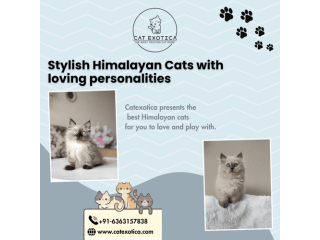 himalayan-cat-for-sale-in-bangalore-small-0