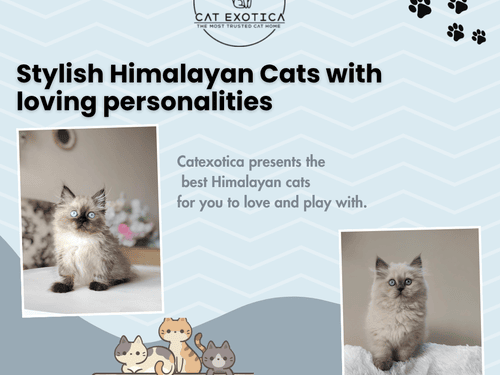 himalayan-cat-for-sale-in-bangalore