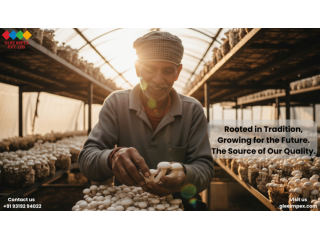 best-mushroom-exporter-in-india-premium-mushroom-by-glee-impex-small-0