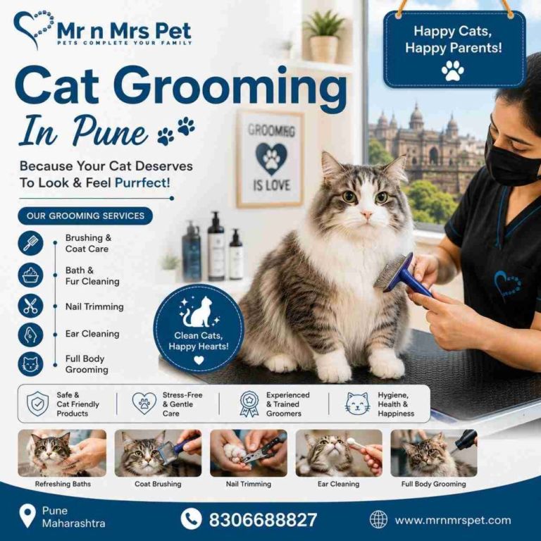 cat-grooming-in-pune-big-0