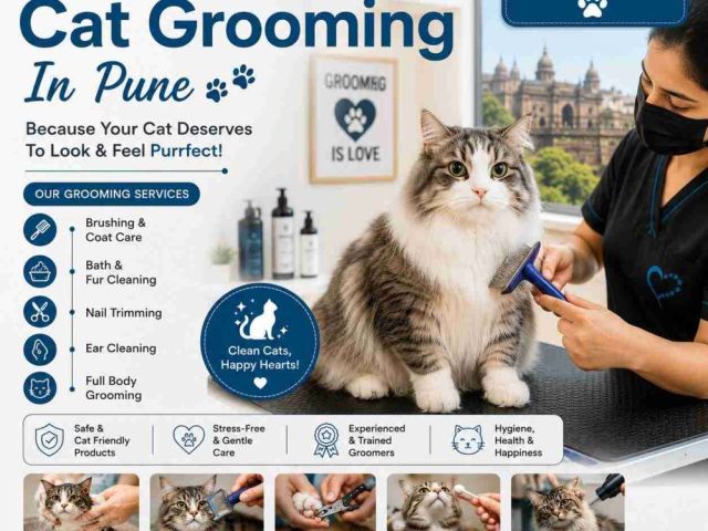 cat-grooming-in-pune