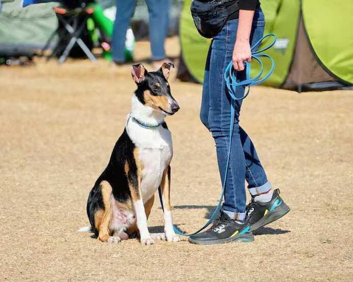 dog-training-service-in-noida