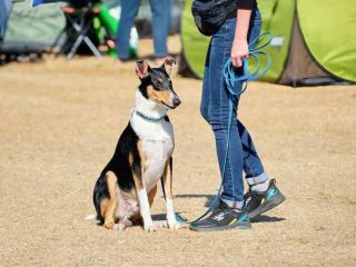 dog-training-service-in-noida-small-0