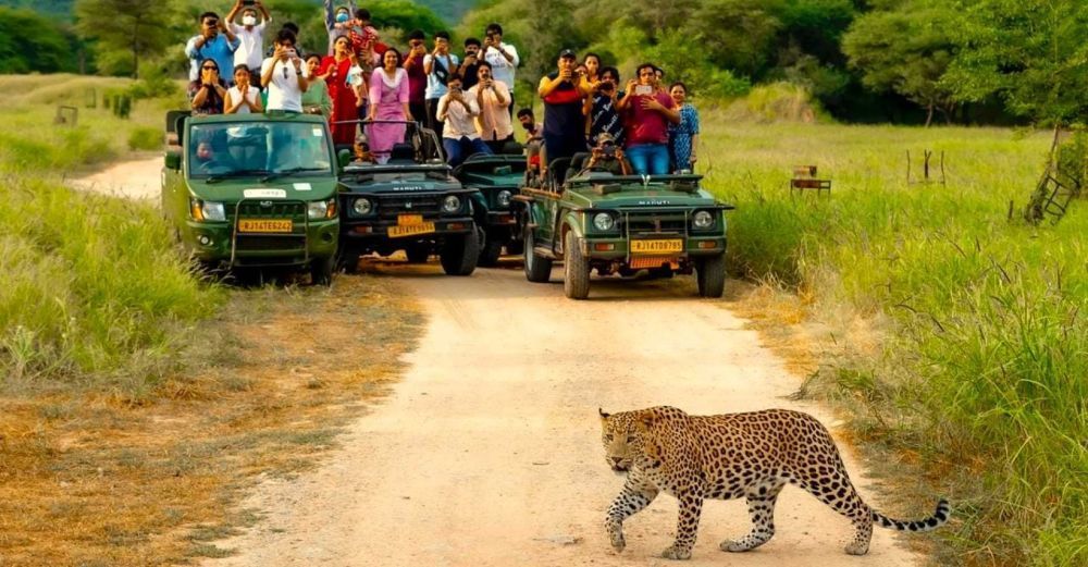 jhalana-leopard-safari-jaipur-timings-jeep-safari-guide-big-0
