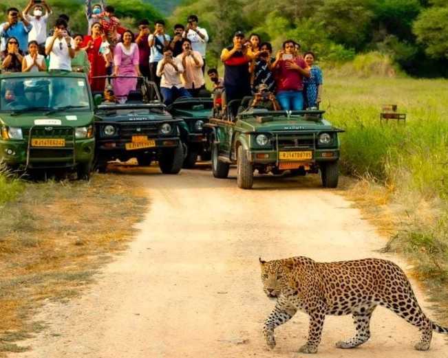 jhalana-leopard-safari-jaipur-timings-jeep-safari-guide