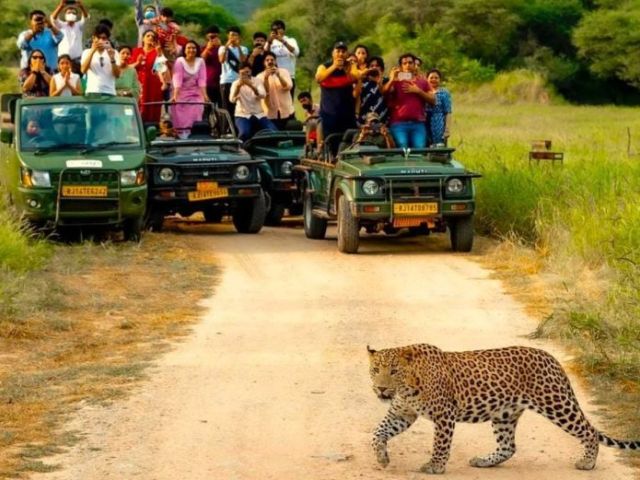 jhalana-leopard-safari-jaipur-timings-jeep-safari-guide