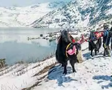 darjeeling-gangtok-tour-package-by-naturewings-holidays