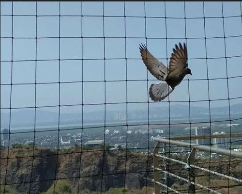 top-bird-net-supplier-mumbai-expert-netting-solutions-big-0