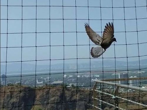 top-bird-net-supplier-mumbai-expert-netting-solutions