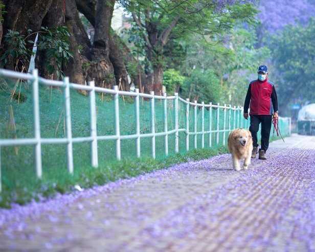 dog-walkers-in-noida