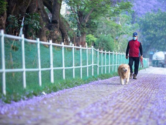 dog-walkers-in-noida