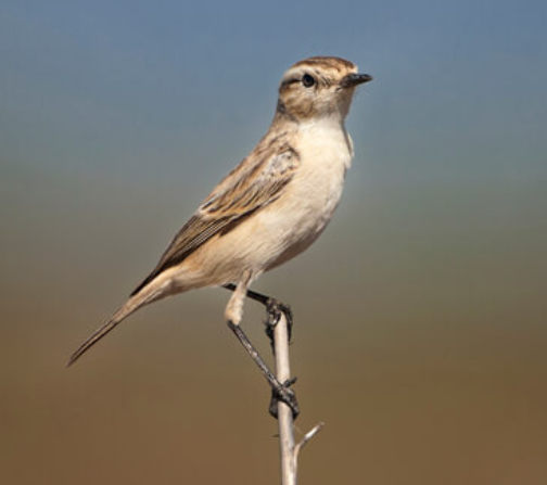 india-birdwatching-tour-india-birding-tours-big-0