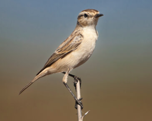 india-birdwatching-tour-india-birding-tours