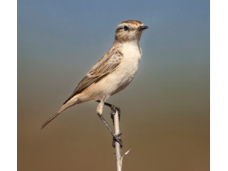 india-birdwatching-tour-india-birding-tours-small-0