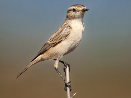 india-birdwatching-tour-india-birding-tours