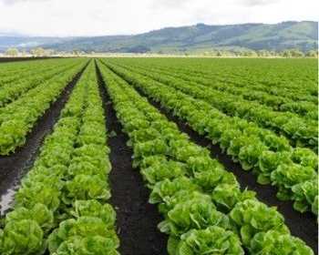 cisb-gardening-and-landscaping-services-expert-garden-care