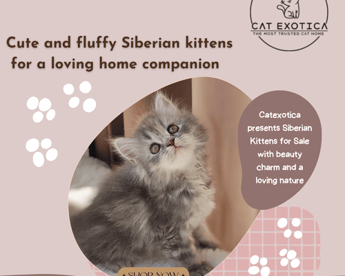 siberian-kittens-for-sale-in-bangalore