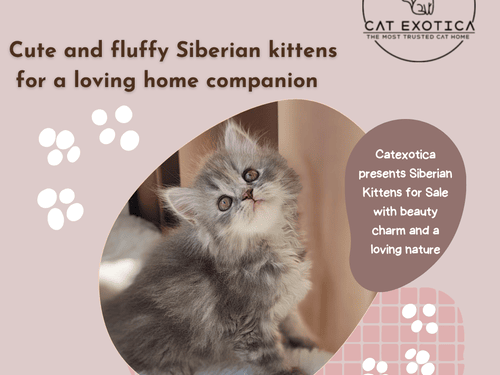 siberian-kittens-for-sale-in-bangalore