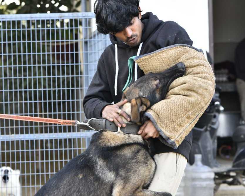 dog-rehabilitation-center-in-delhi-for-behavioral-recovery
