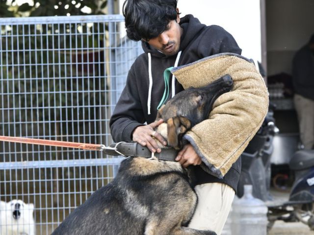 dog-rehabilitation-center-in-delhi-for-behavioral-recovery