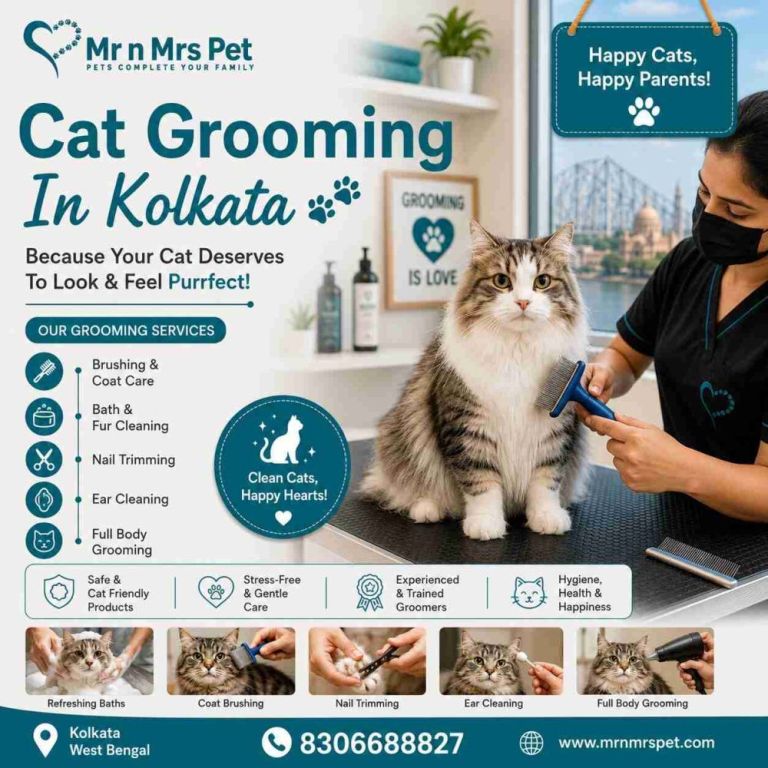 cat-grooming-in-kolkata-big-0