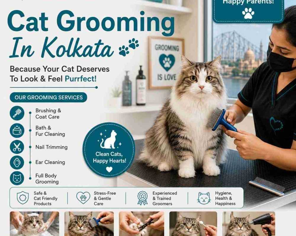 cat-grooming-in-kolkata