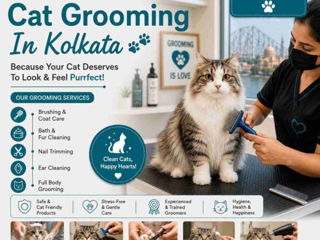 cat-grooming-in-kolkata
