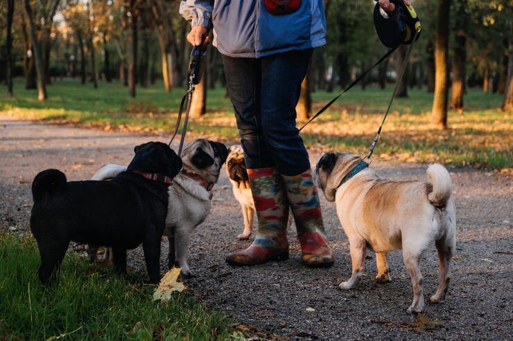 dog-walkers-in-lucknow-big-0
