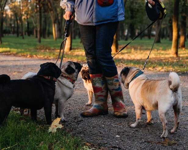 dog-walkers-in-lucknow