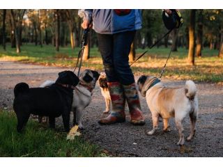 dog-walkers-in-lucknow-small-0