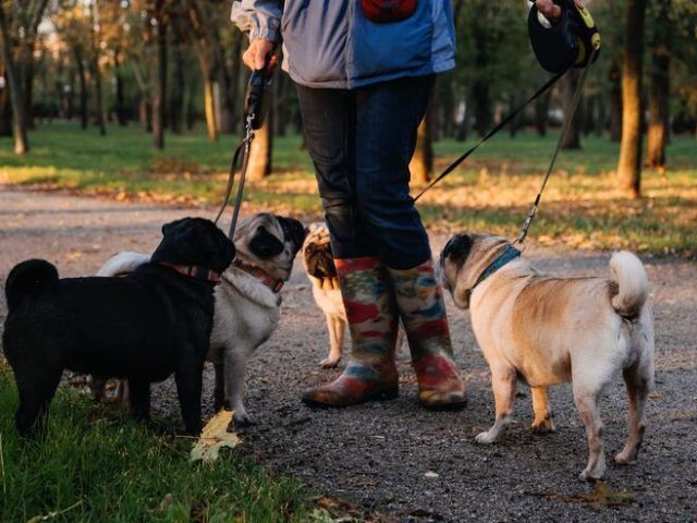 dog-walkers-in-lucknow