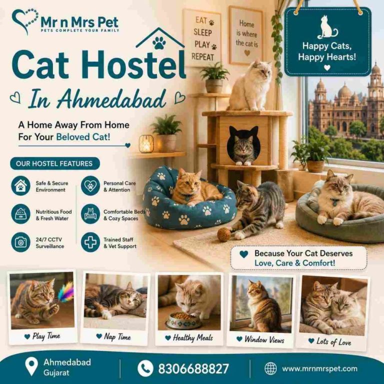 cat-hostel-in-ahmedabad-big-0