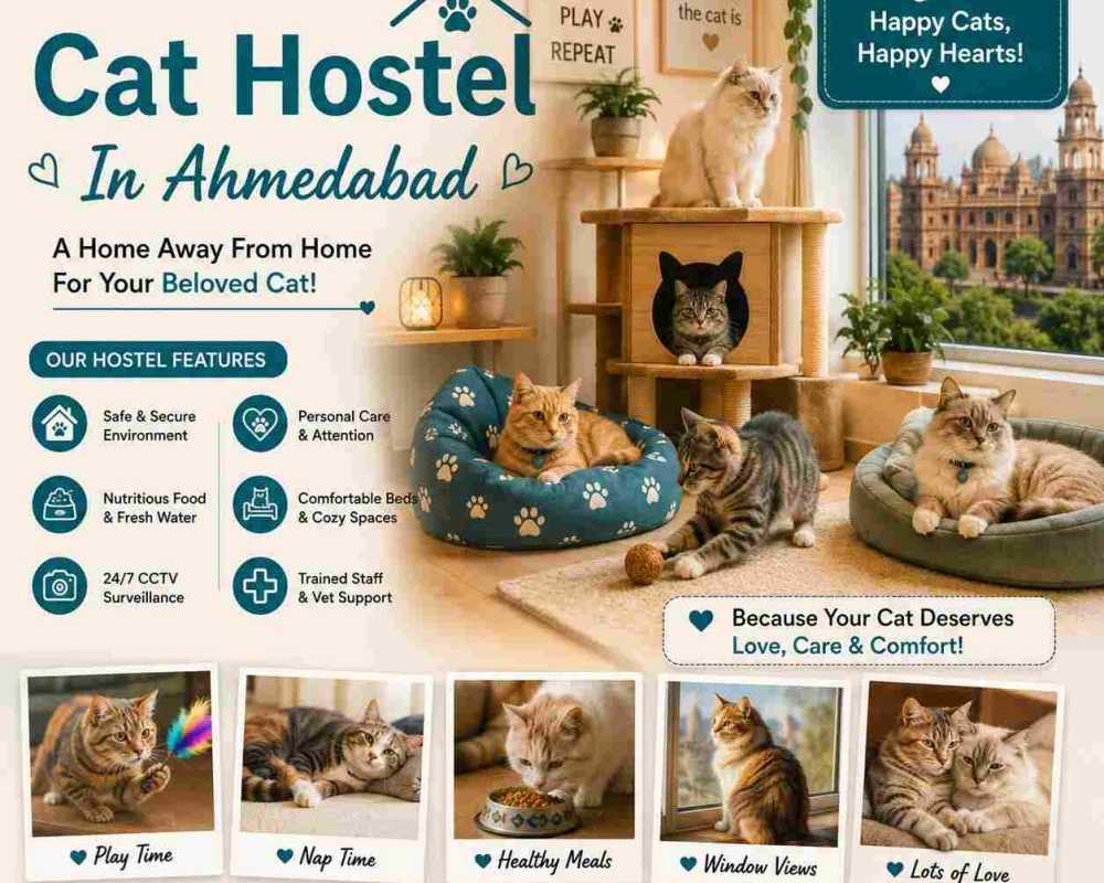 cat-hostel-in-ahmedabad