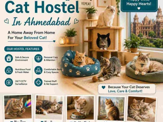 cat-hostel-in-ahmedabad