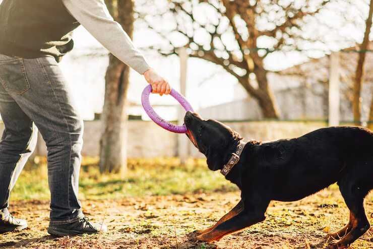 dog-training-service-in-lucknow-big-0