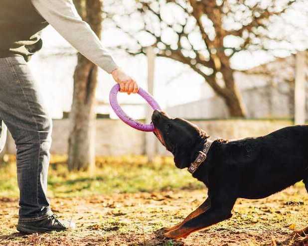 dog-training-service-in-lucknow