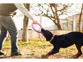 dog-training-service-in-lucknow-small-0