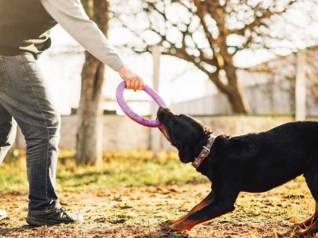 dog-training-service-in-lucknow