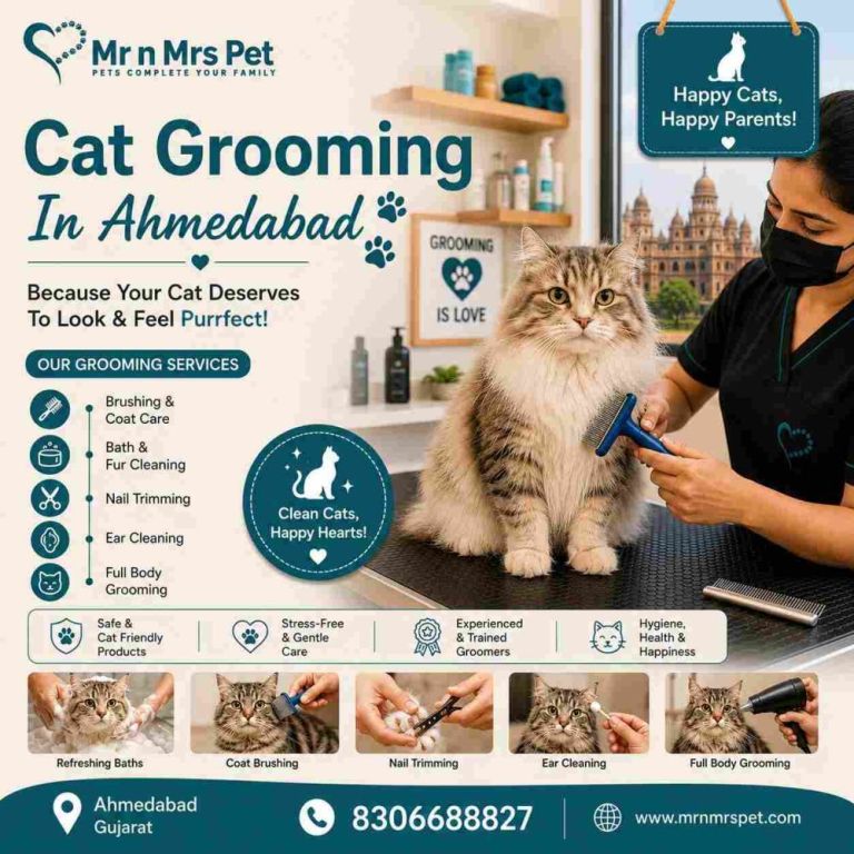 cat-grooming-in-ahmedabad-big-0