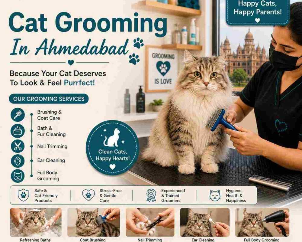 cat-grooming-in-ahmedabad