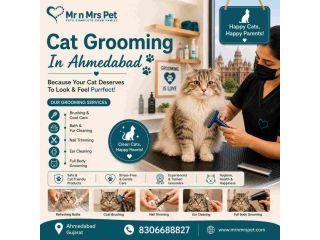 cat-grooming-in-ahmedabad-small-0