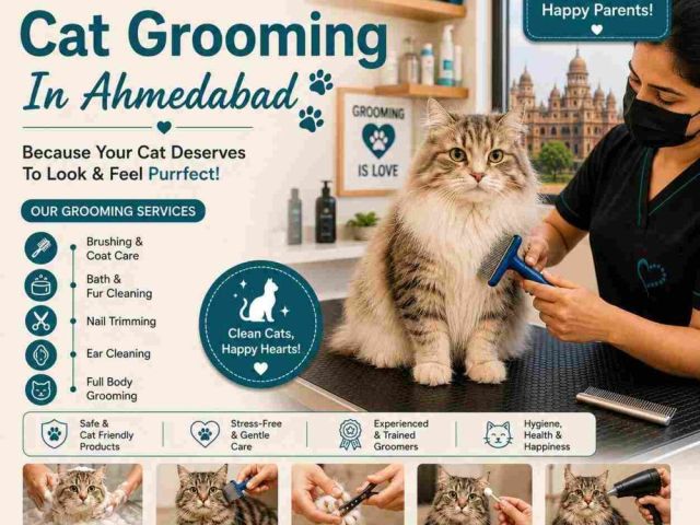 cat-grooming-in-ahmedabad