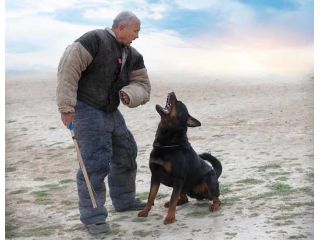 dog-training-service-in-surat-small-0